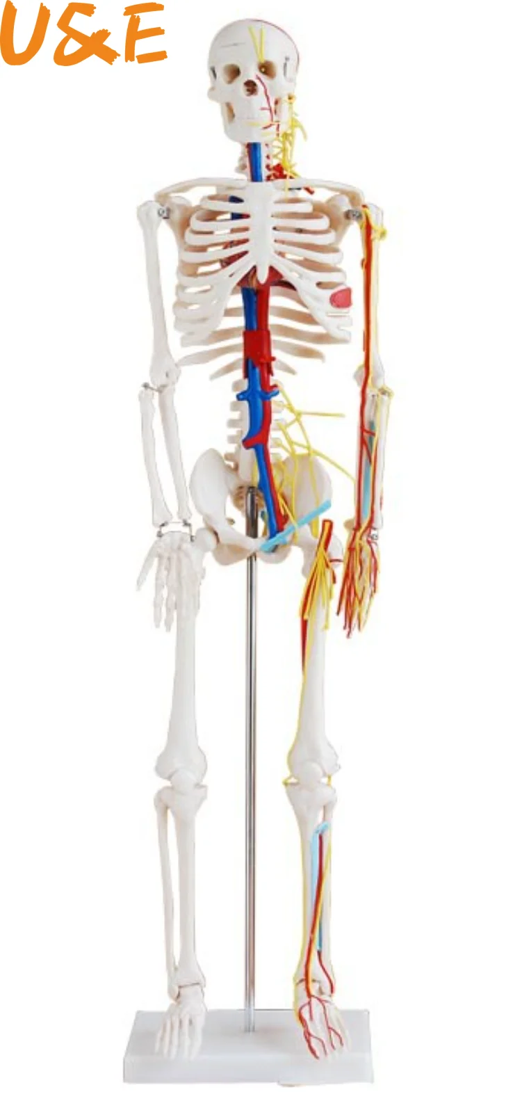 

Медицинский Скелет с нервами и кровеносными сосудами, 85 см