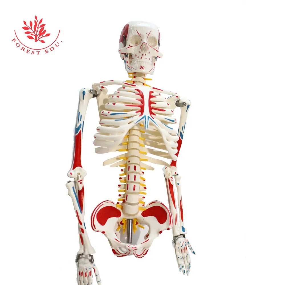 Модель человеческого скелета 85 см цельное тело с отметкой мышечного