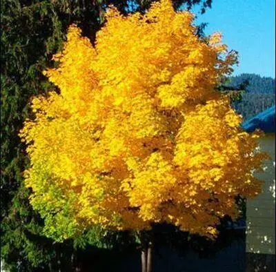 30 клен искусственный газон Декор|Цветочные горшки и кадки| |