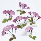 9-12 шт., натуральный прессованный цветок Бегонии с стволом, вечный цветок вишни для самодельных свадебных приглашений, фотографий, закладок, подарочных открыток