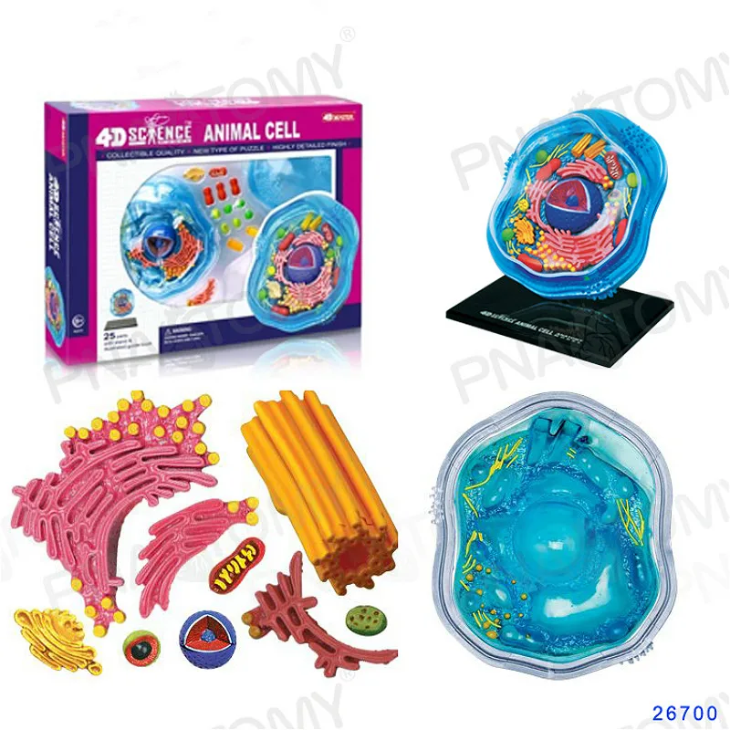 4D мастер биологическое обучение ботанический сад отображает ячейки сборки