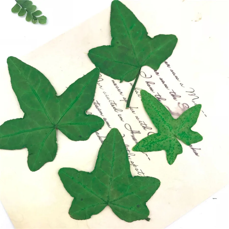 100 шт. с диагональю экрана 3-6 см прессованный высушенный зеленый листьев плюща