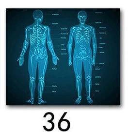 36 Анатомия человека, система мышц, художественный плакат, печать, карта тела, шелковые настенные картины для медицинского образования, домашний декор, новинка - Цвет: 36