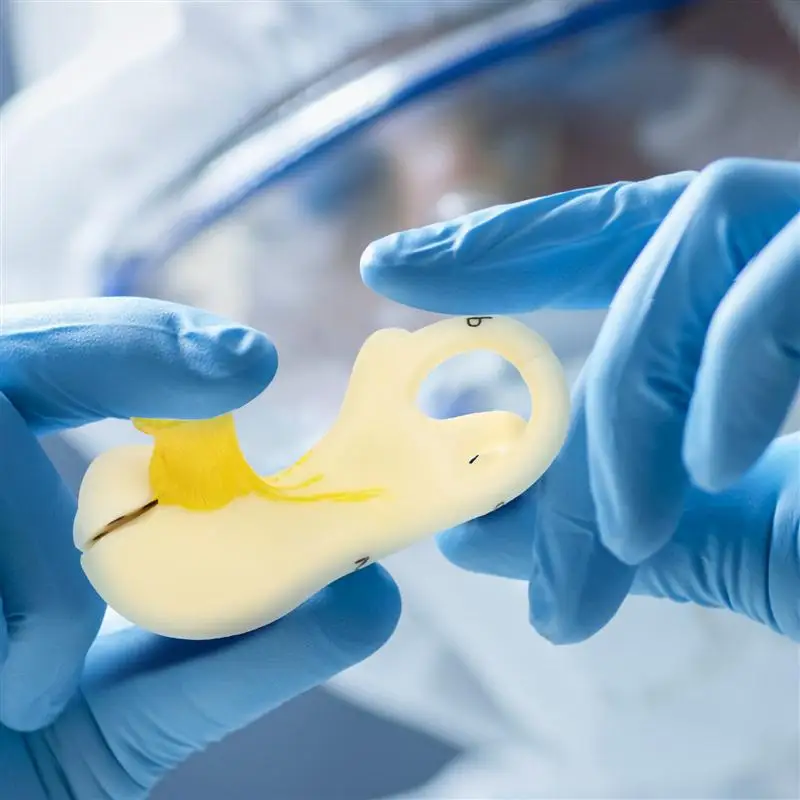 

Human Ear Canal Structure Anatomy Model Teaching Aid Medical Teaching Supply