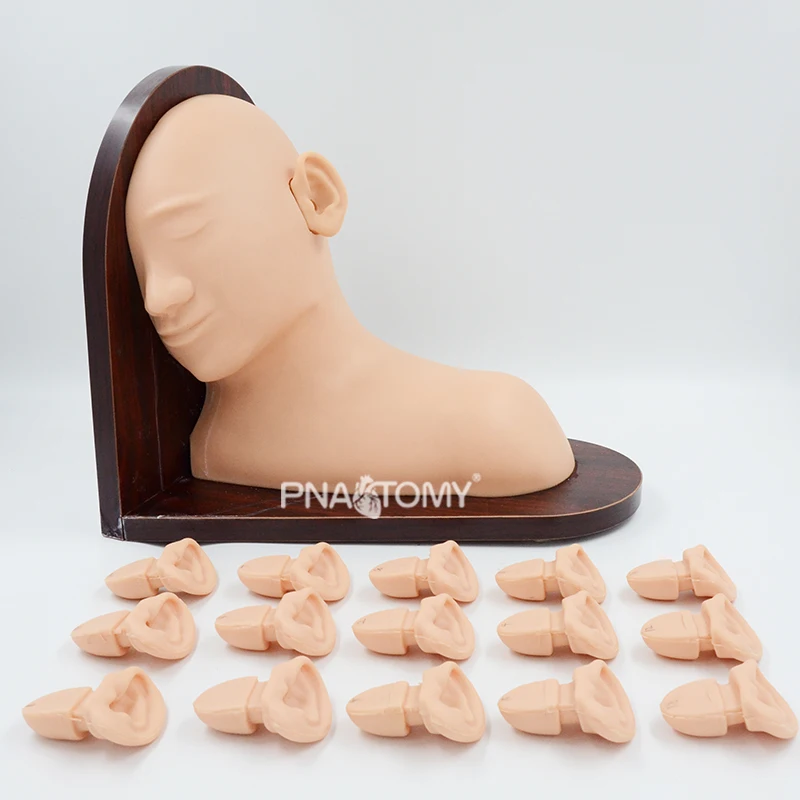 

Advanced Ear Inspection Simulator Human Head Manikin Anatomical Model Teaching Resources Medical Science Educational Equipment