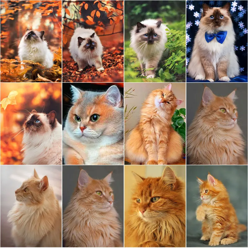 

5D Diy Diamond Painting Cat Full Square Round Diamond Embroidery Animals Cross Stitch Mosaic Art Pictures Home Decoration