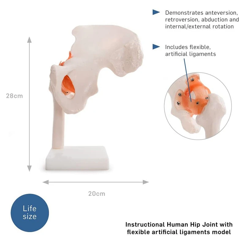 Жизненный размер анатомическая модель тазобедренного сустава человеческий