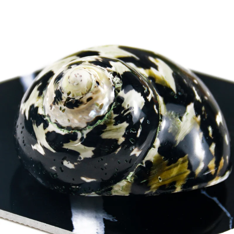 Натуральные африканские черные золотые ракушки образцы пляжные свадебные