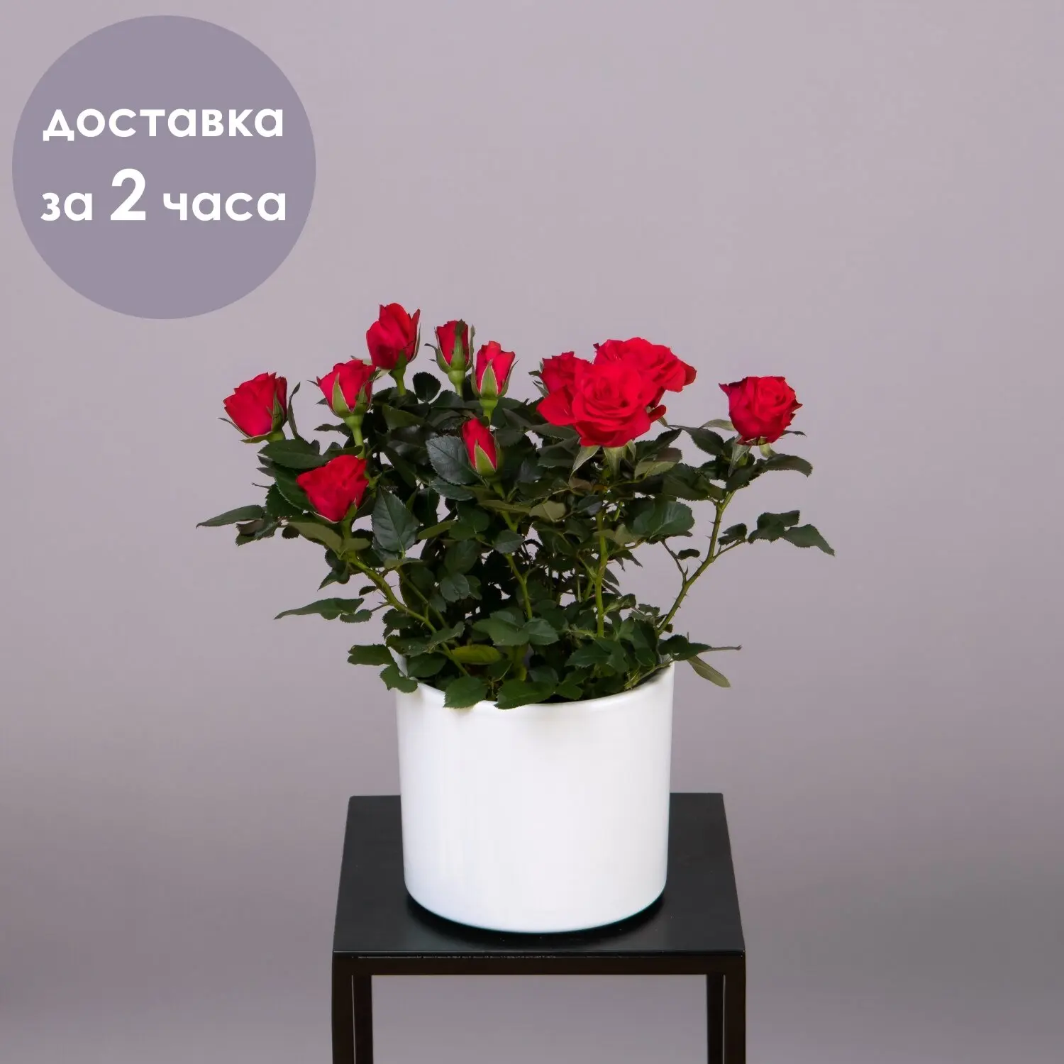 Роза Кордана Мерседес | Дом и сад