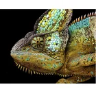 Алмазная 5D картина сделай сам, полноразмерная картина из круглых стразы, алмазная живопись, вышивка с животными, цветной Хамелеон 100%