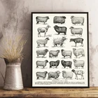 Винтажный постер с изображением пород овец, деревенские настенные картины, типы овец, живопись на холсте, коттедж, ранчо, сельское хозяйство, Декор, подарки фермерам