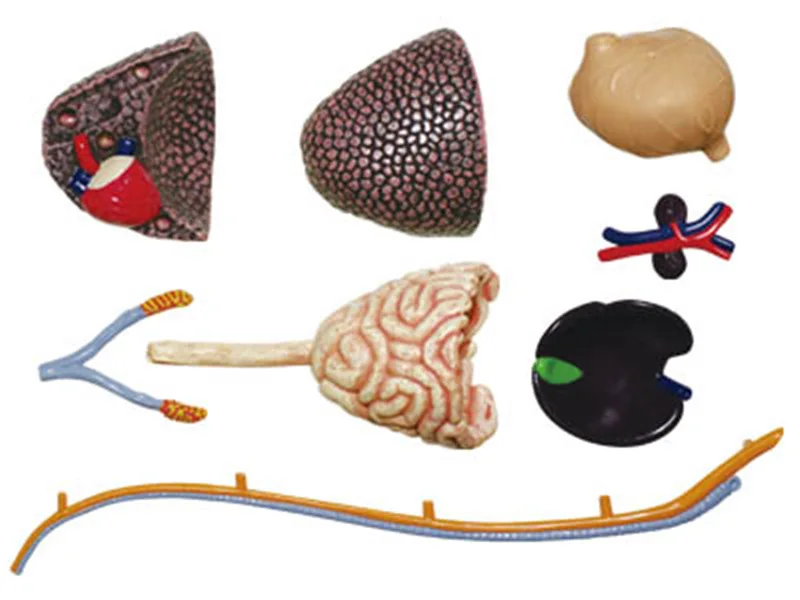 4d пазл динозавра Юрского периода модель для обучения искусственным животным| |