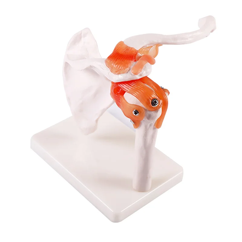 

Life-Size Shoulder Joint Model With Ligaments Simulator Medicine Student Medical Science Teaching Sources Supply BIX-A1023