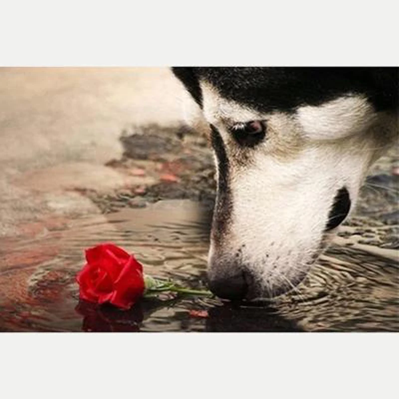 Алмазная 5D картина сделай сам хаски собака полностью круглая мозаика украшение