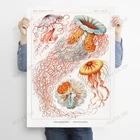 Принт Эрнста Haeckel, Постер медузы, медуза, морская иллюстрация, искусственная Медуза, морской рисунок, домашний декор