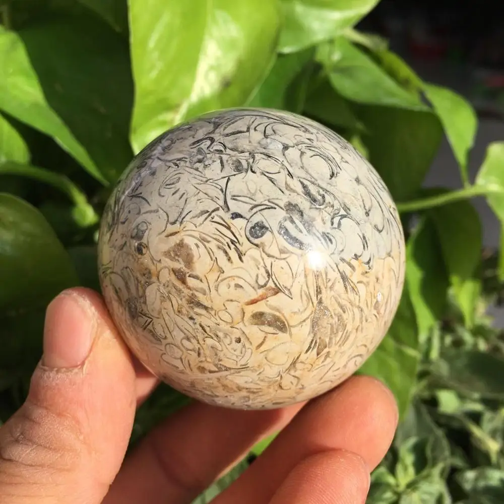 Динозавр кости окаменелости мяч натуральный окаменелый Камень Сфера гладкая