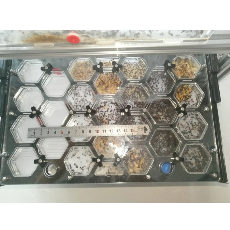 Ячеистая муравьиная гнездо акриловое плоское увлажняющий муравьиный цех