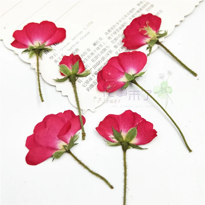 100pcs Nature Pressed Roses with stem Eternal real flowers for DIY Wedding invitations Bookmark Gift Card phone shell decor | Дом и сад