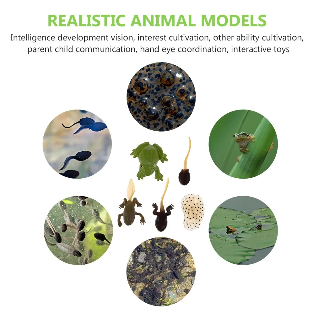 

5pcs Kids Learning Education Toys Animal Growth Figurine Life Cycle Models