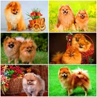 Evershine Сделай Сам Алмазная мозаика продажа собака крест Алмазная картина полная дрель квадратные животные Стразы картины Алмазная вышивка