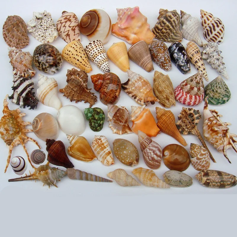 

DIY spiral conch Seashells with holes Natural beach Craft home nautical Decoration for crafts Jewelry Bracelet necklace Starfish