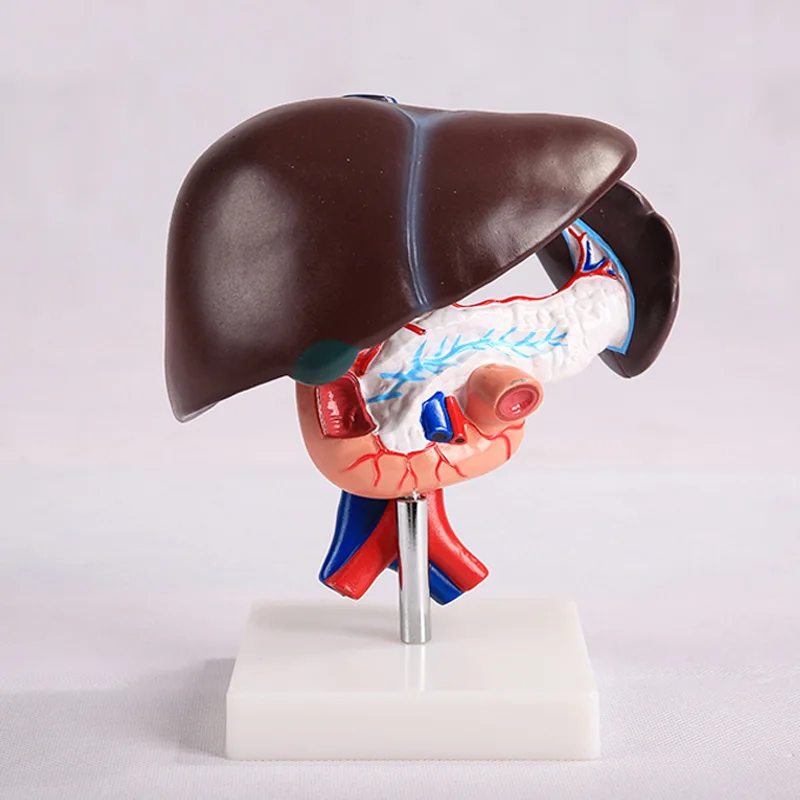 Печени поджелудочной железы модель двенадцатиперстной кишки для медицинской