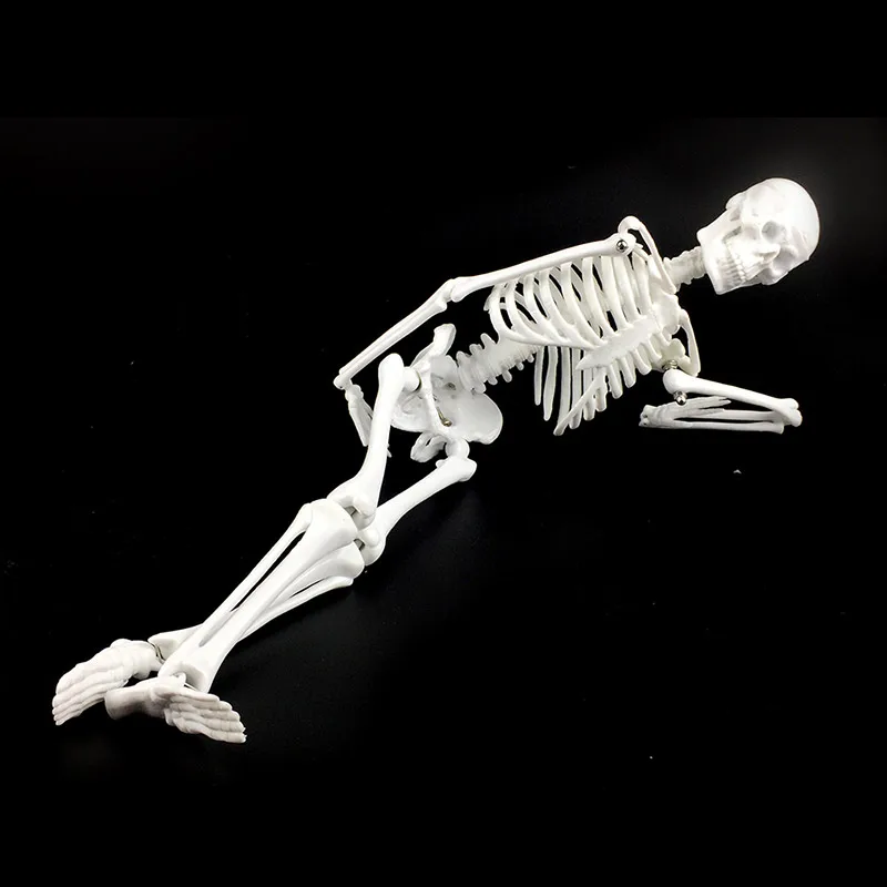 

45 см анатомическая анатомический скелет модель плакат узнать помощи Анатомия скелета модель