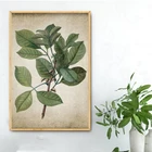 Настенные художественные принты с зелеными растениями, Ретро плакат, винтажные листья, холст, живопись, растительный декор, Настенная картина, украшение для дома