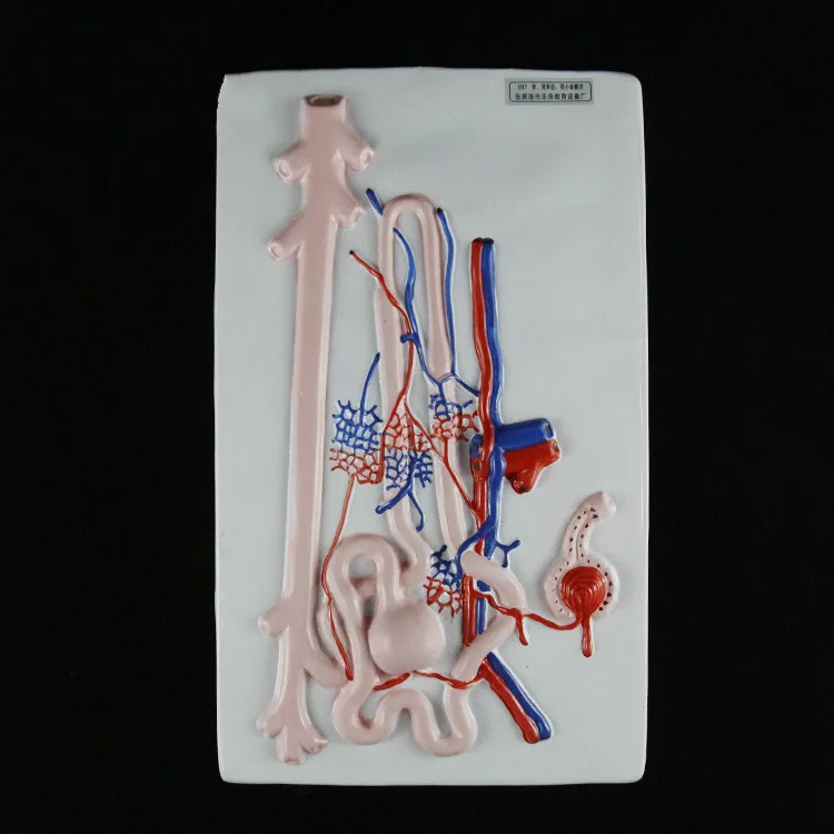 

Anatomy Renal Corpuscle Nephron Model Human Kidney Anatomical Model Junior High School Biology Teaching Equipment Medical Supply