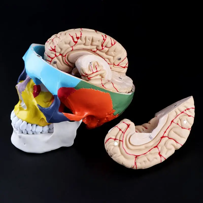 1:1 Scale Colorful Human Adult Head Model with Brain Stem Anatomy Medical Teaching Tool Supply