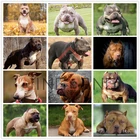 Алмазная живопись 5D, квадратная круглая дрель, животное, собака, Питбуль, алмазная вышивка крестом, американский бульдог, мозаика, художественное украшение