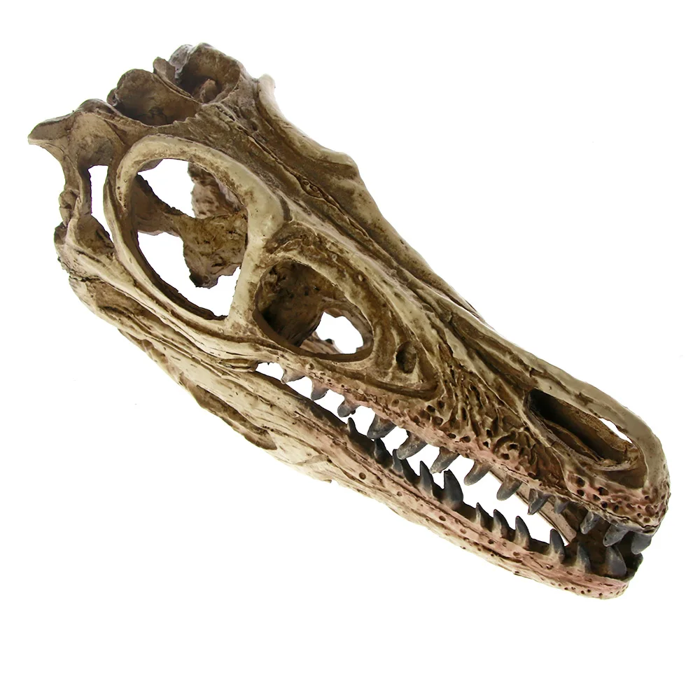 Высокоточная обучающая модель [MGT] Velociraptor Fossil Resin Skull Dinosaur череп динозавра