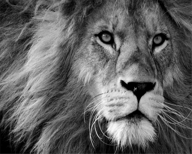 Животные Король Лев художественные принты настенные художественные картины холст живопись и каллиграфические плакаты картины декор для гостиной художественные картины - Цвет: 11