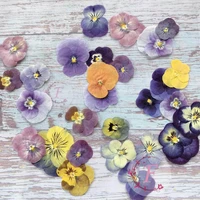 60pcs pressed dried pansy viola tricolor l flower plants herbarium for jewelry postcard bookmark phone case making diy