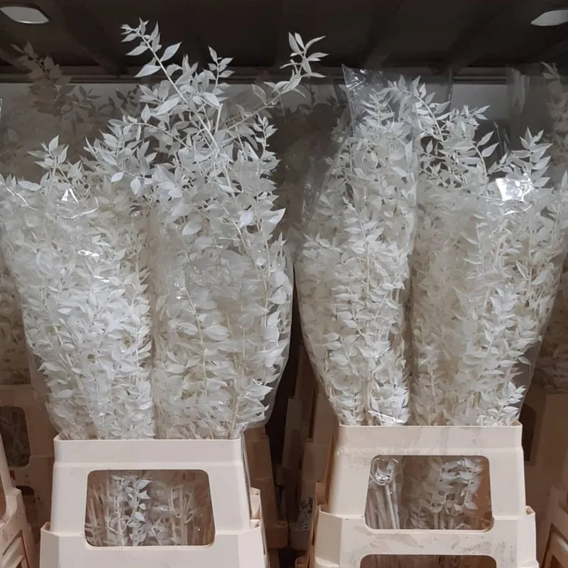 Высушенные цветы в скандинавском стиле натуральные листья серебряного кедра для