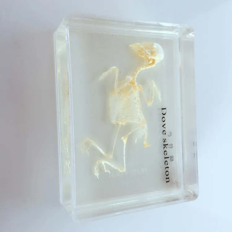 Реалистичные кости голубя скелет встроенный образец прозрачные модели смолы