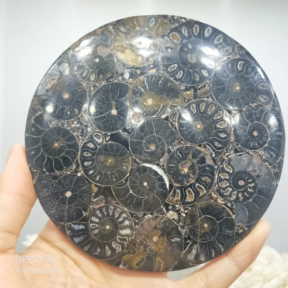 Ammonite Fossil Slice Plate Natura Shell a compassl MADAGASCAR FOSSIL SPECIMEN HEALING fashion wedding decoration
