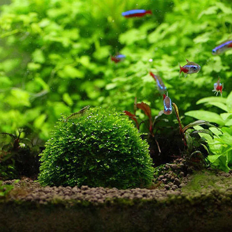 2021 New Natural Mineral Aquatic Moss Ball for Aquarium Crystal Red Shrimp Fish Tank HOT | Дом и сад