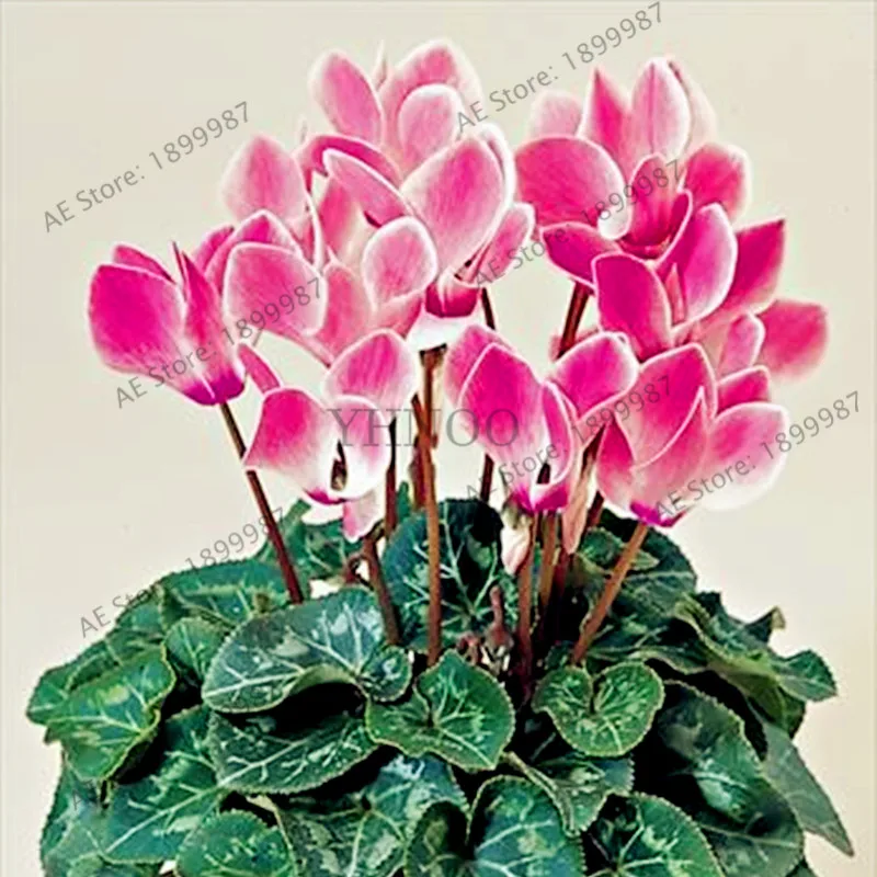 200 шт./пакет семена цикламена многоцветные цикламенские Цветочные растения