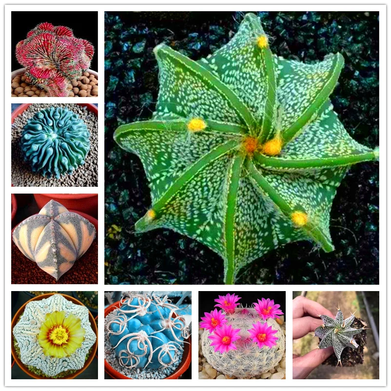 100Pcs Mixed Cactus Seeds Garden Nature Plants Home Purify The Air Fragrance Succulent Flower Fruits Essence Lip Mask PA-A