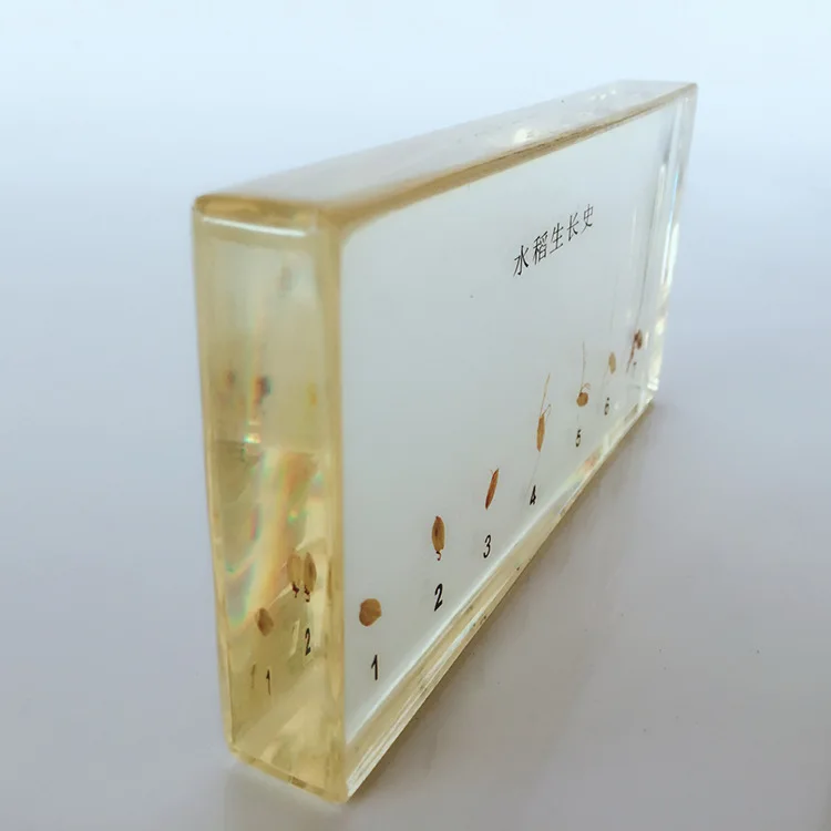 История роста растений образцы процесс прорастания риса модель биологии