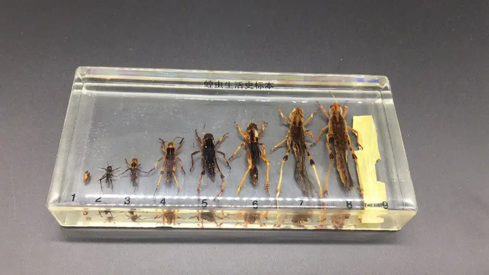 Жизненный цикл образцов кузнечика в прозрачном блестящем образовательном