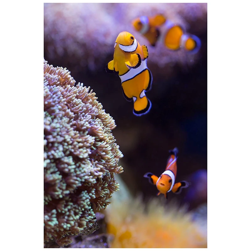 

DIY Diamond Painting Diamond Embroidery Round Resin Diamond Cross Stitch Home Wall Decoration, Clownfish