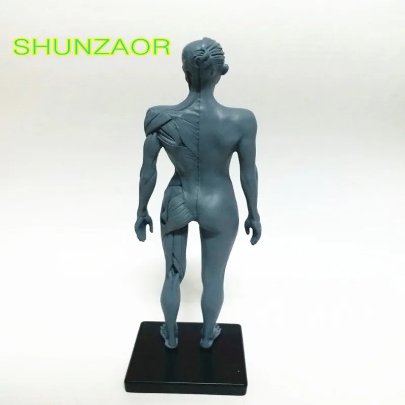 30 см человека женский ps4 модель череп для изучения анатомии головы мышцы Bone