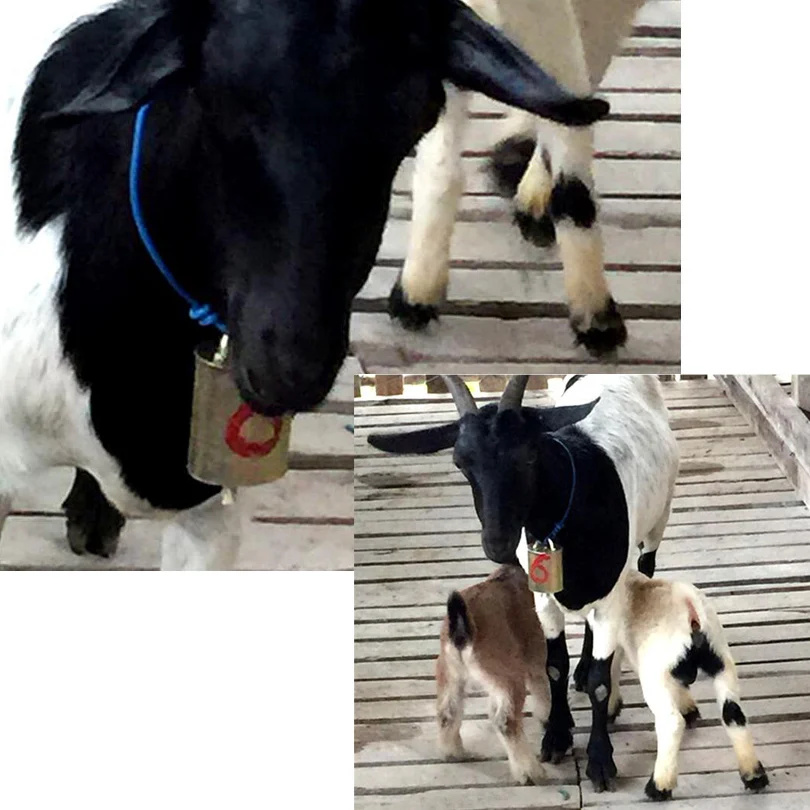 Оборудование для домашнего скота коров овец колокольчики выпасения обновленная