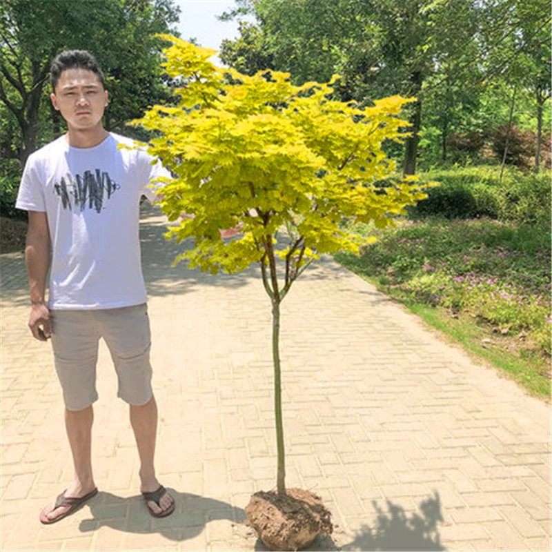 

50Pcs Gold Red Maple Doughs Rare Tree Flower Plant Diy ceramics Tool JSZ-7