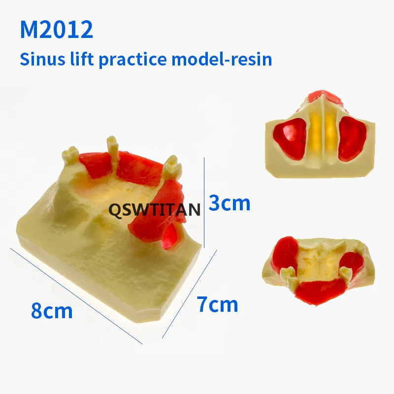 Стоматологическая модель для тренировки зубов обучения #2012 обучающая  Красота