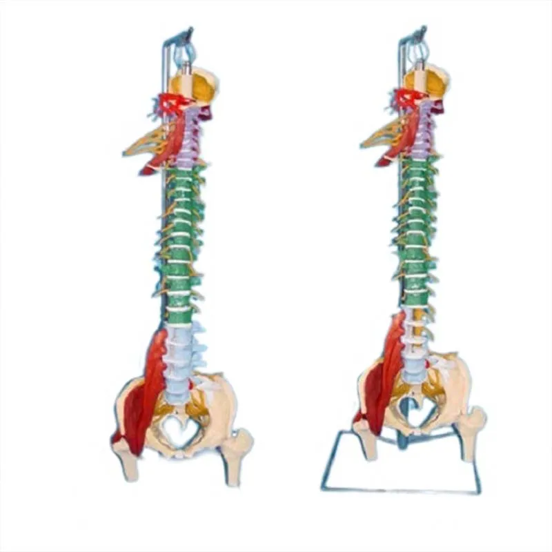 Natural large soft spine comprehensive demonstration spine model human skeleton model  - buy with discount