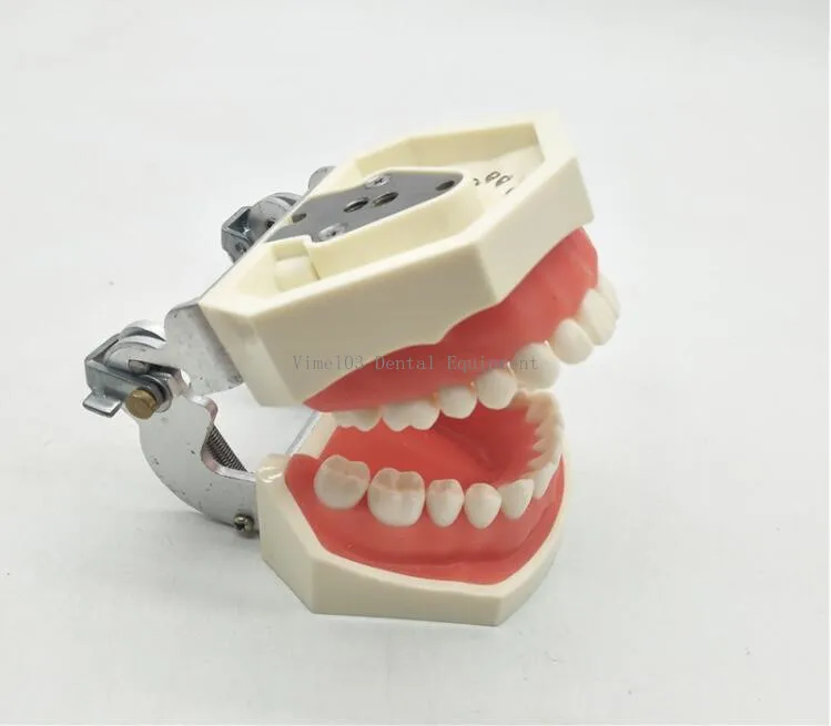 Модель для обучения стоматологии стандартная модель зубы демонстрация 200H 32 шт.