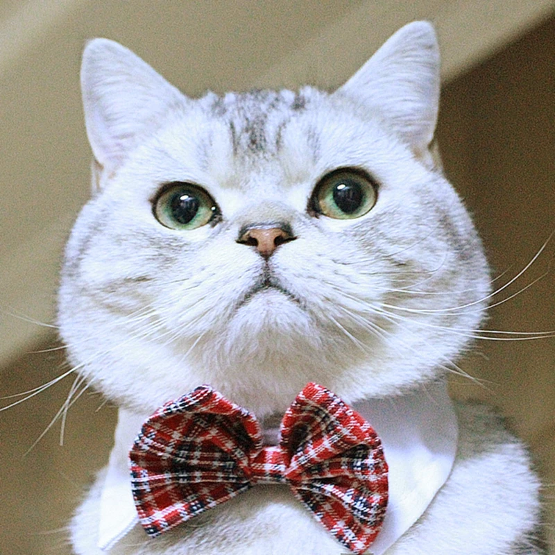 [Галстук бабочка в виде кошки MPK] искусственное ошейник различных стилях для